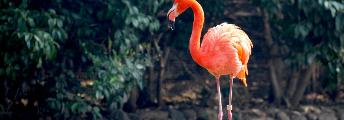 zoo en Rhône-Alpes