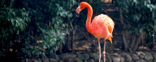 zoo en Rhône-Alpes